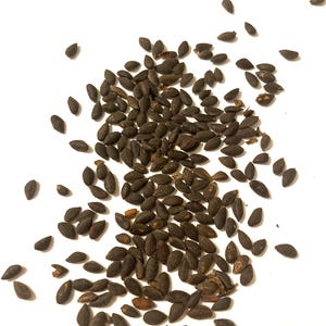 Jerusalem Pine Tree Seeds. (PINUS HALEPENSIS) (Aleppo Pine)
