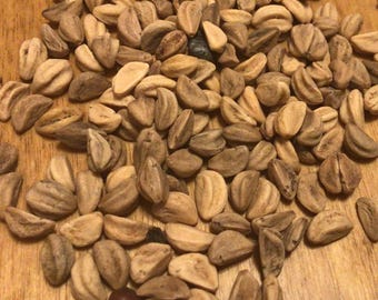 Downy Hawthorn Tree Seeds (CRATAEGUS MOLLIS)