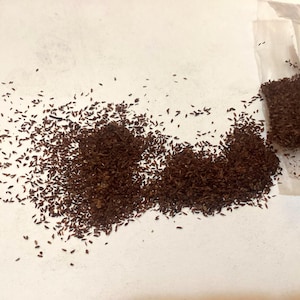 Great Laurel Tree Seeds (RHODODENDRON MAXIMUM) (Rosebay Rhododendron)