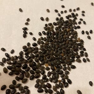 Black Wattle Tree Seeds  (ACACIA DECURRENS Mollis)