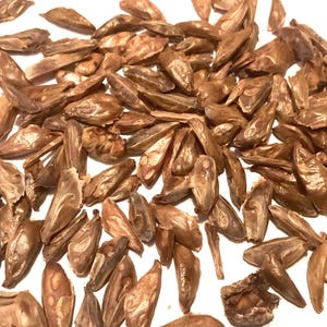 California Red Fir Tree Seeds (Abies Magnifica)