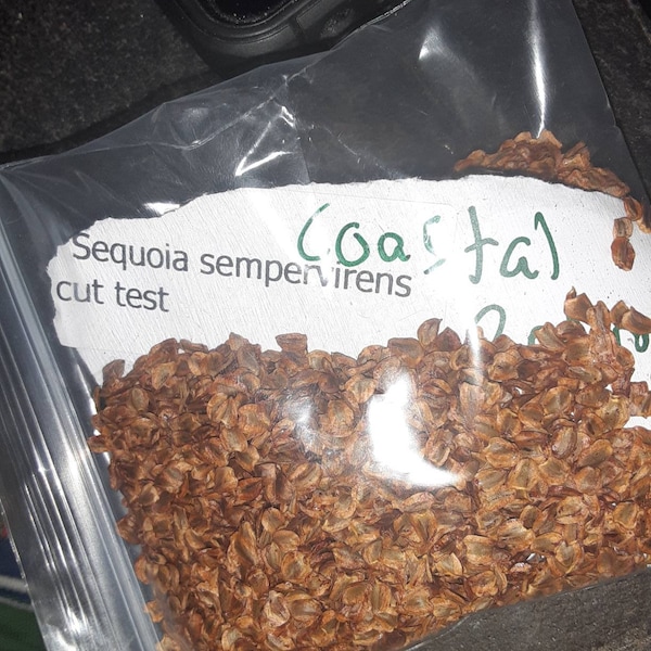 Coast Redwood Tree Seeds (Sequoia Sempervirens)