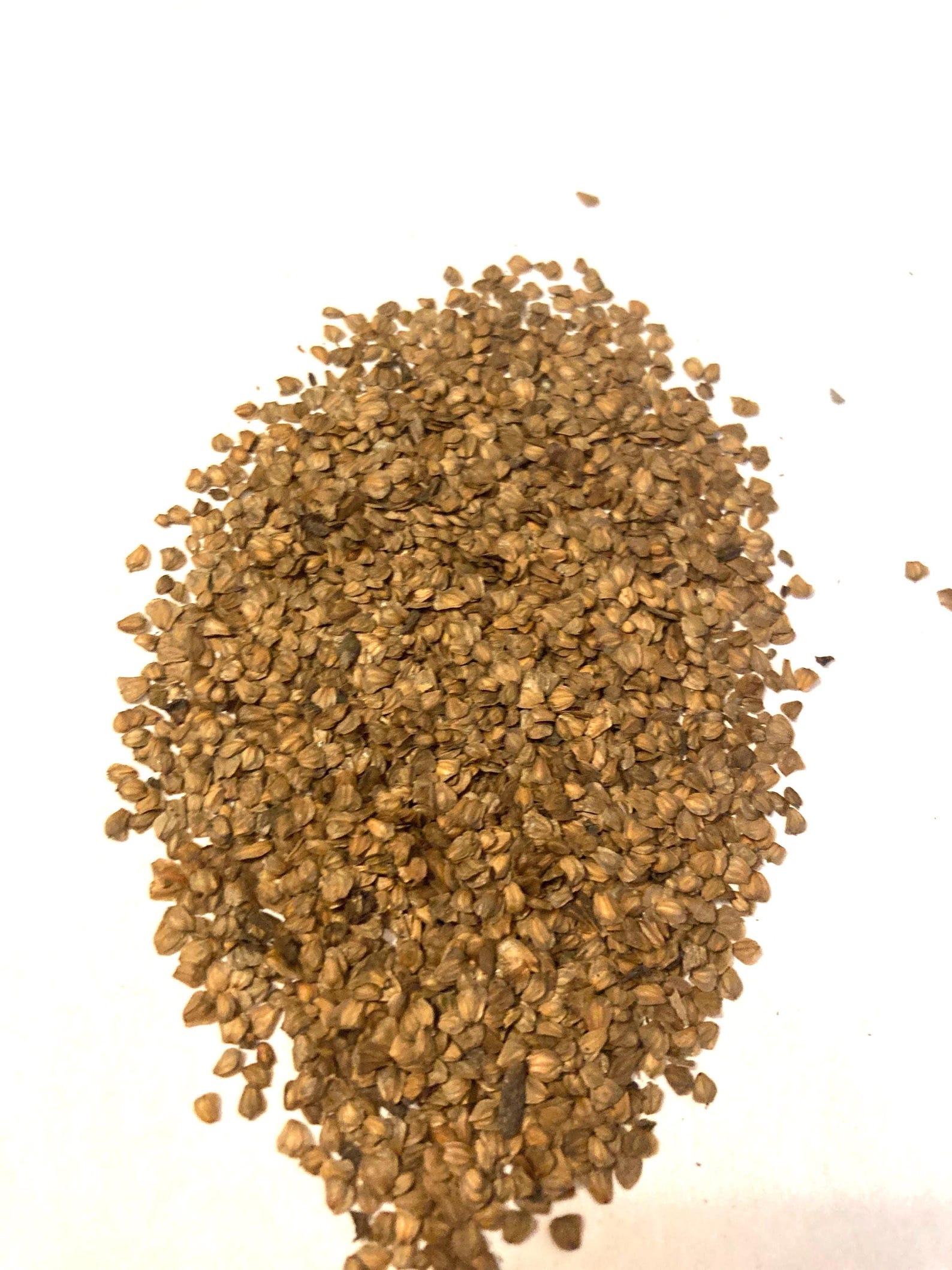 Red Alder Tree Seeds (ALNUS RUBRA) - Etsy