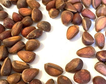 Cembran Pine Tree Seeds(PINUS CEMBRA) (Swiss Stone Pine)