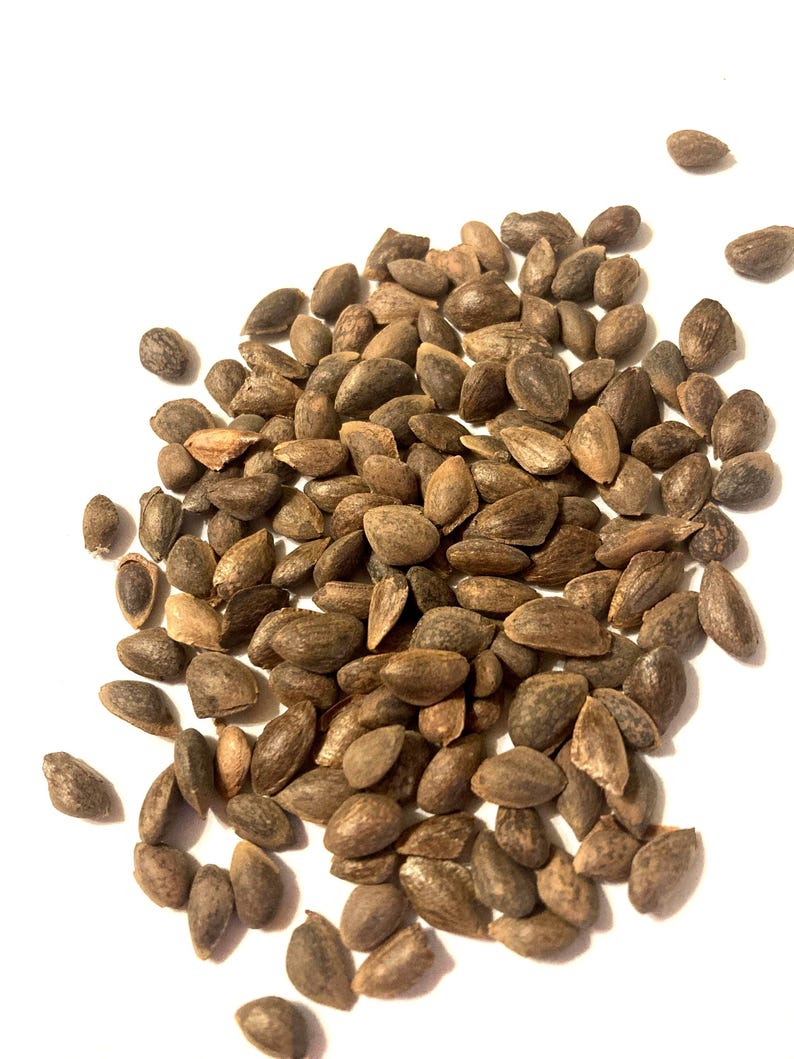 TreeSeedMan Mexican White Pine Tree Seeds - Thumbnail 2
