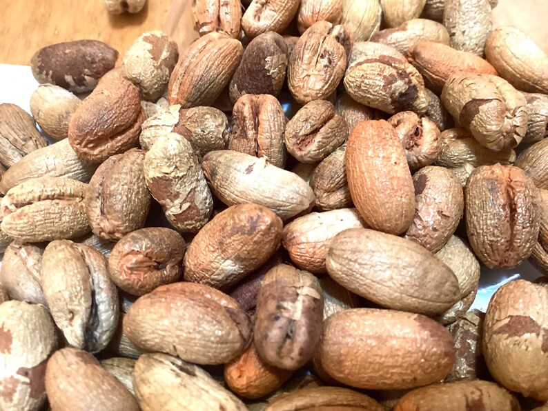 TreeSeedMan Canary Island Palm Tree Seeds - Thumbnail 4