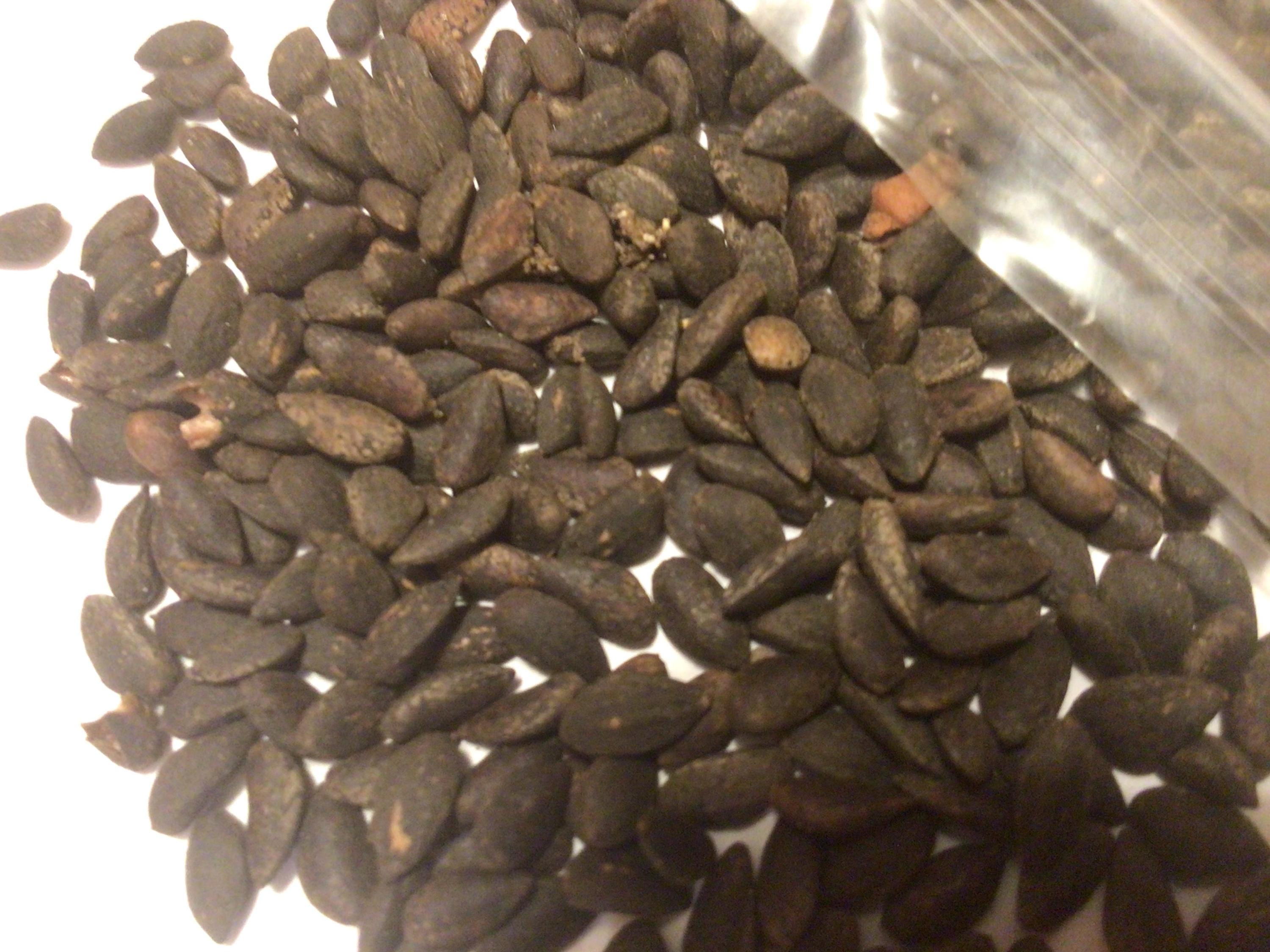 Pin D'Alep - Pinus Halepensis Mill. - Mille Et Une Plantes