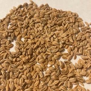 American Holly Tree Seeds (ILEX OPACA Northern)