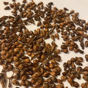 Domestic Grape Seeds (VITIS VINIFERA) (Grape-Vine, Cultivated Grape, Wine Grape)