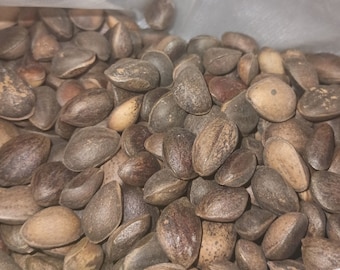 David's Pine Tree Seeds  (Pinus armandii)