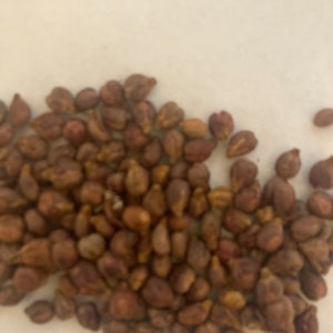 California Wild Grape Seeds (Vitis Californica)