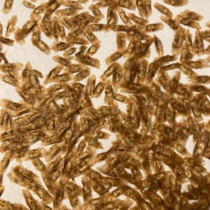 Yellow Trumpet Creeper Vine Seeds (CAMPSIS RADICANS &#39;Flava&#39;)