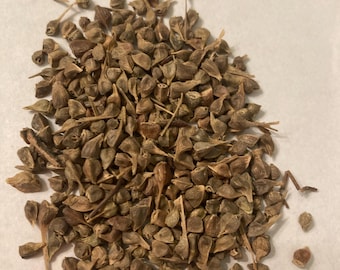 Three-Toothed Maple Tree Seeds (ACER BUERGERIANUM) ( Trident Maple )
