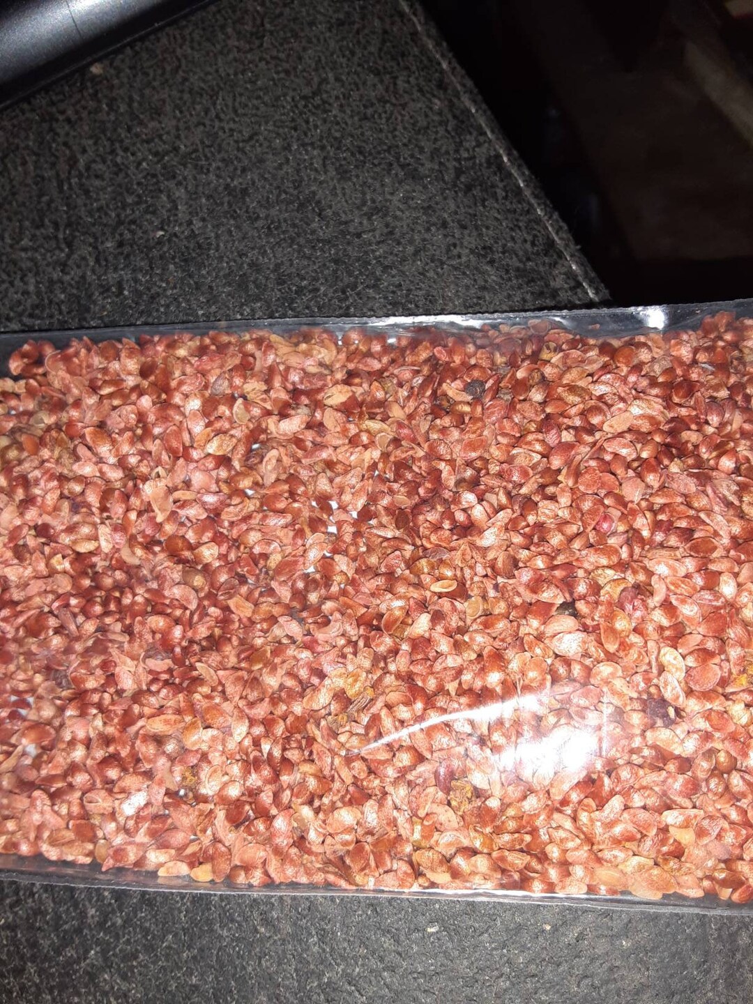 Sargent's Crab Apple Tree Seeds malus Sargentii Etsy