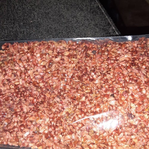 Sargent's Crab Apple Tree Seeds malus Sargentii Etsy