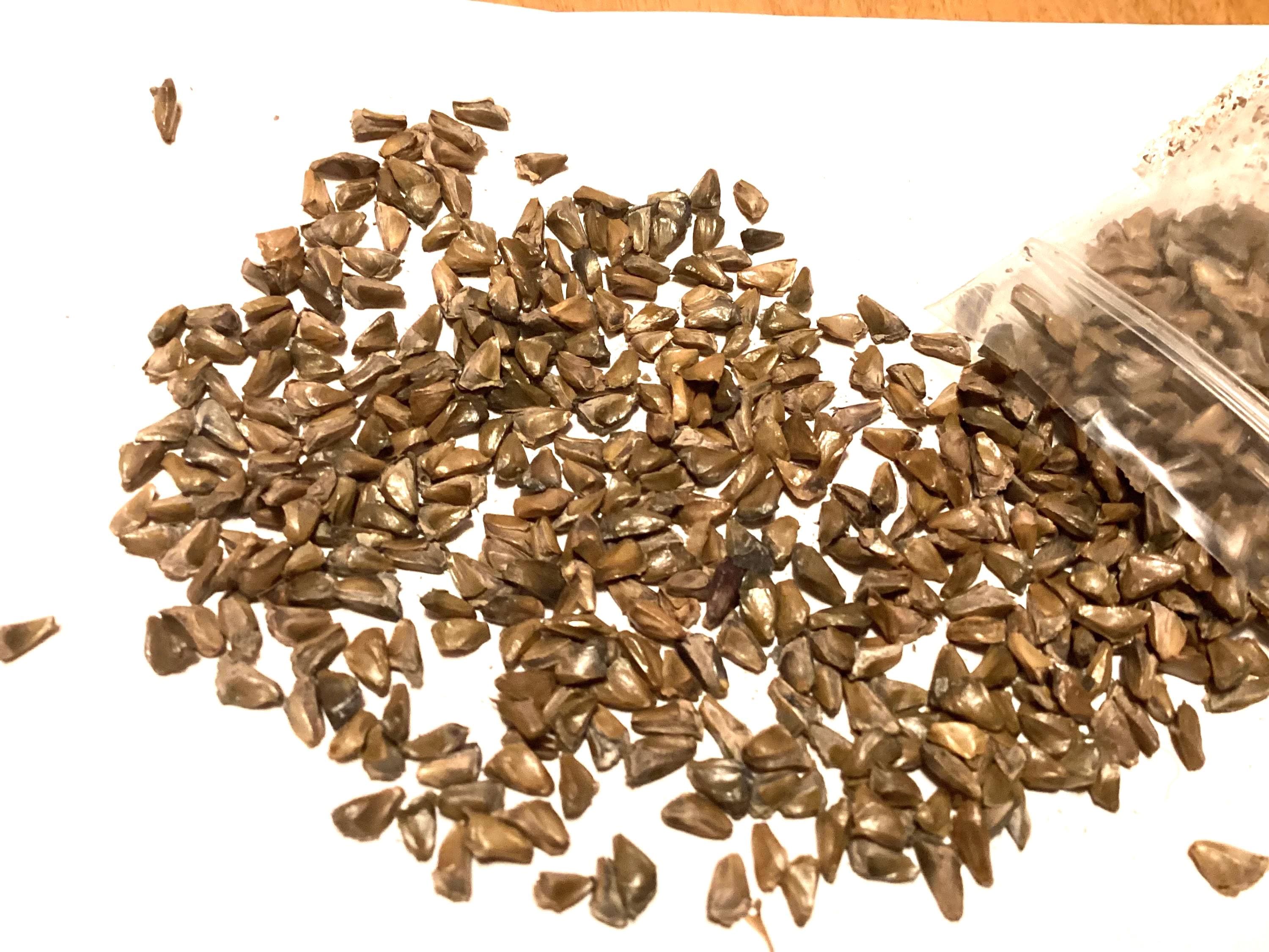 Fraser Fir Tree Seeds (ABIES FRASERI)
