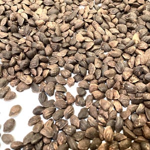 Improved Loblolly Pine Tree Seeds (PINUS TAEDA IMPROVED)