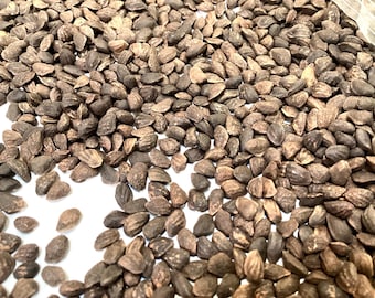 Improved Loblolly Pine Tree Seeds (PINUS TAEDA IMPROVED)