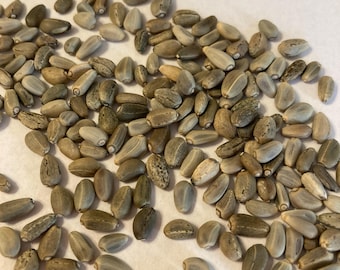 Artichoke Seeds (CYNARA SCOLYMUS) (Globe Artichoke)