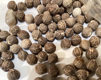 3 types of HACKBERRY TREE SEEDS Bundle Deal (Celtis Genus)