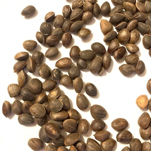 May include: A collection of brown, oval-shaped seeds scattered on a white surface. The seeds vary in size and have a textured appearance, with some showing a split or open side. The overall color palette is earthy, with shades of brown and tan.