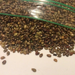 Scotch Broom Shrub Seeds (CYTISUS SCOPARIUS)