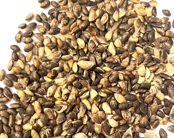Scot's Pine Tree Seeds - (PINUS SYLVESTRIS) (Scotch Pine)