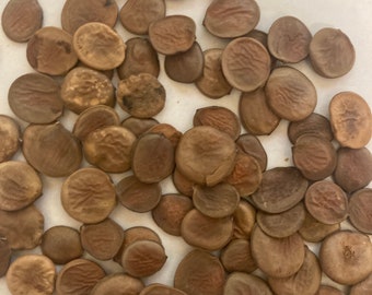 Orchard Tree Seeds (Mountain Ebony) (Bauhinia alba)