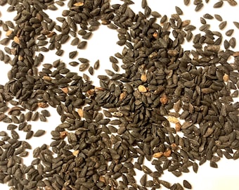 Jack Pine Tree Seeds - PINUS BANKSIANA - Gray Pine