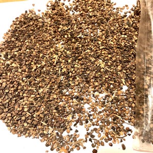 Paper Mulberry Tree Seeds (BROUSSONETIA PAPYRIFERA) (Tapacloth Tree, Halibun, Kalivon, Kozo Tree)