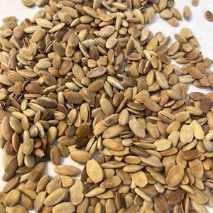 Osage Orange Tree Seeds (MACLURA POMIFERA)