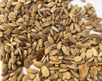 Osage Orange Tree Seeds (MACLURA POMIFERA)