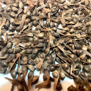 Lace Leaf Japanese Maple Tree Seeds (Acer Palmatum Dissectum)