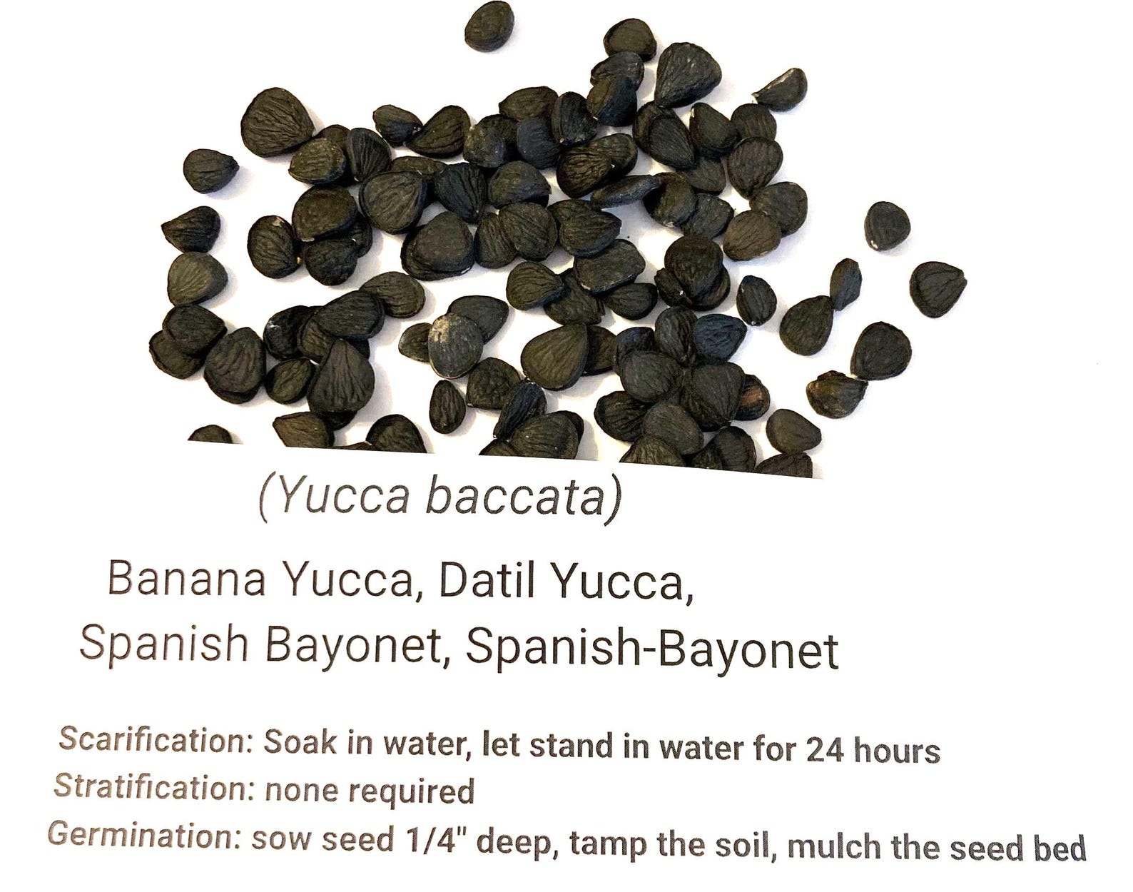 Banana Yucca Tree Seeds (YUCCA BACCATA) (datil Yucca) (spanish Bayonet ...