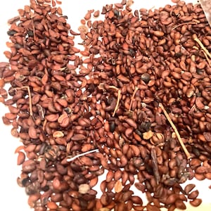 Saskatoon Serviceberry Shrub Seeds (AMELANCHIER ALNIFOLIA)