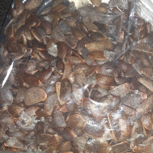 Japanese Persimmon Tree Seeds (DIOSPYROS KAKI)