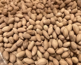 White Flowering Dogwood Tree Seeds (CORNUS FLORIDA NORTHERN)