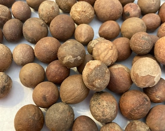 Mazzori Palm Tree Seeds (NANNORRHOPS RITCHIANA SILVER)