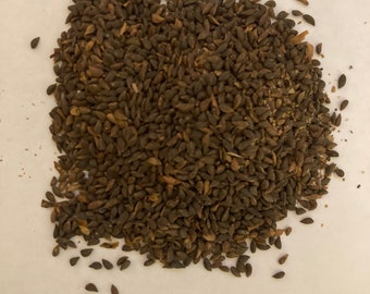 Sitka Spruce Tree Seeds (PICEA SITCHENSIS)