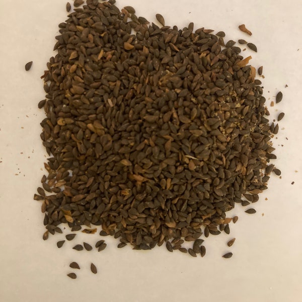 Sitka Spruce Tree Seeds (PICEA SITCHENSIS)