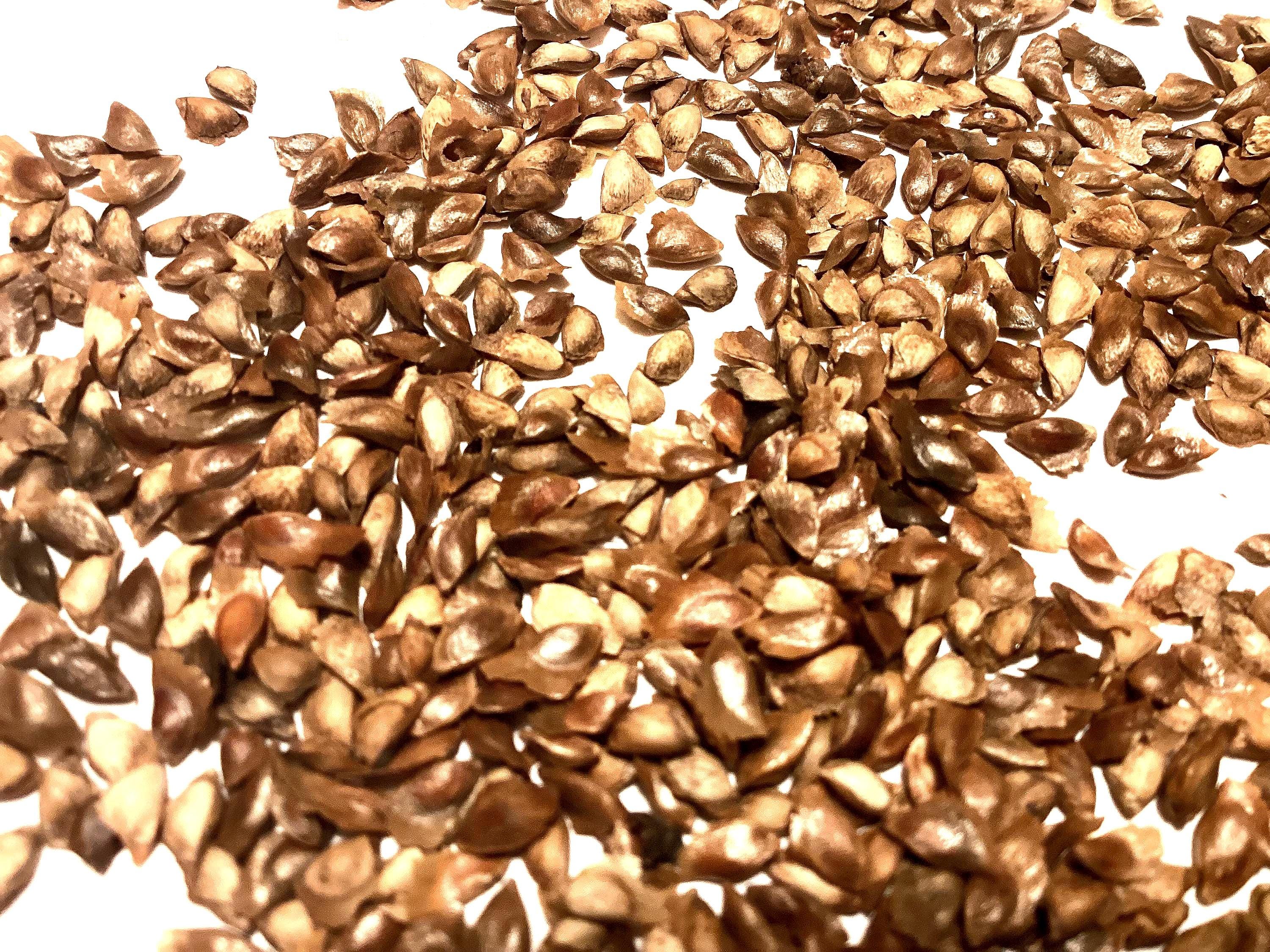 Do Bonsai Seeds Look Different From Regular Tree Seeds?
