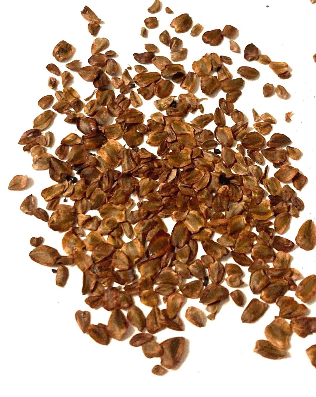 Coastal Redwood Tree Seeds (SEQUOIA SEMPERVIRENS) - Etsy 日本