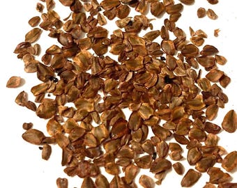 Coastal Redwood Tree Seeds (SEQUOIA SEMPERVIRENS)