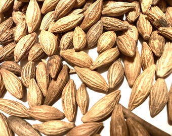 May include: A close-up of a pile of light brown, elongated seeds. The seeds have a rough, textured surface and are arranged in a random pattern.