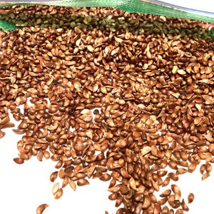 Chinese Crab Apple Tree Seeds (MALUS BACCATA)