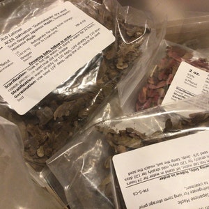 6 types of JAPANESE MAPLE Tree SEEDS (Randomly Chosen From the 30+ Types Available)
