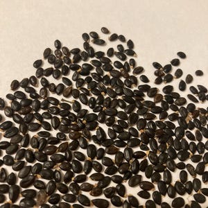Silver Wattle Shrub Seeds (ACACIA DECURRENS DEALBATA) (Mimosa Tree) (Blue Wattle)