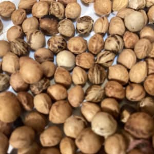 Black Cherry Tree Seeds (PRUNUS SEROTINA) (Wild Cherry)