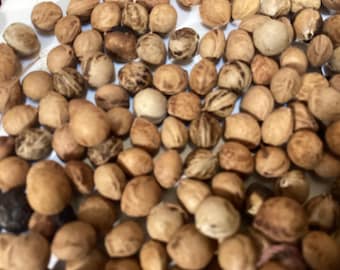 Black Cherry Tree Seeds (PRUNUS SEROTINA) (Wild Cherry)