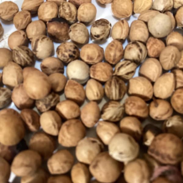 Black Cherry Tree Seeds (PRUNUS SEROTINA) (Wild Cherry)